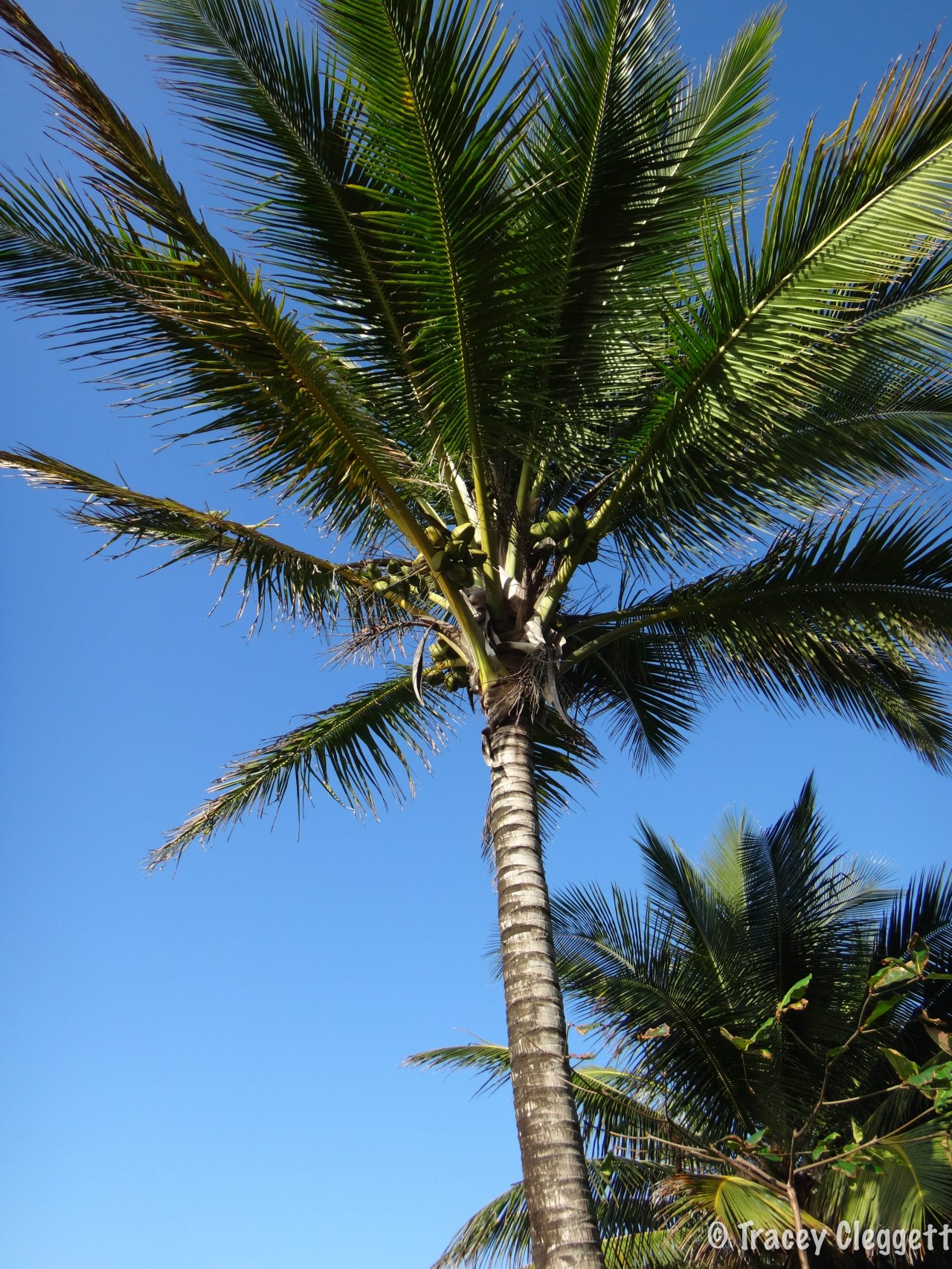 The Cape- P1 Cairns to Bramwell&nbsp;Station